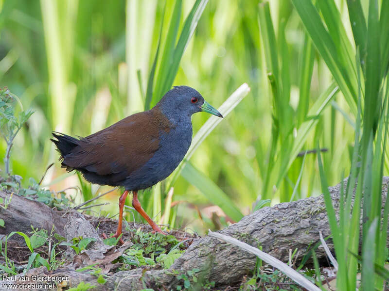 Râle bicoloreadulte, identification