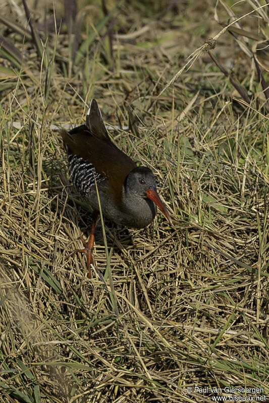 Râle bleuâtreadulte