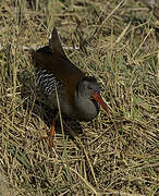 African Rail