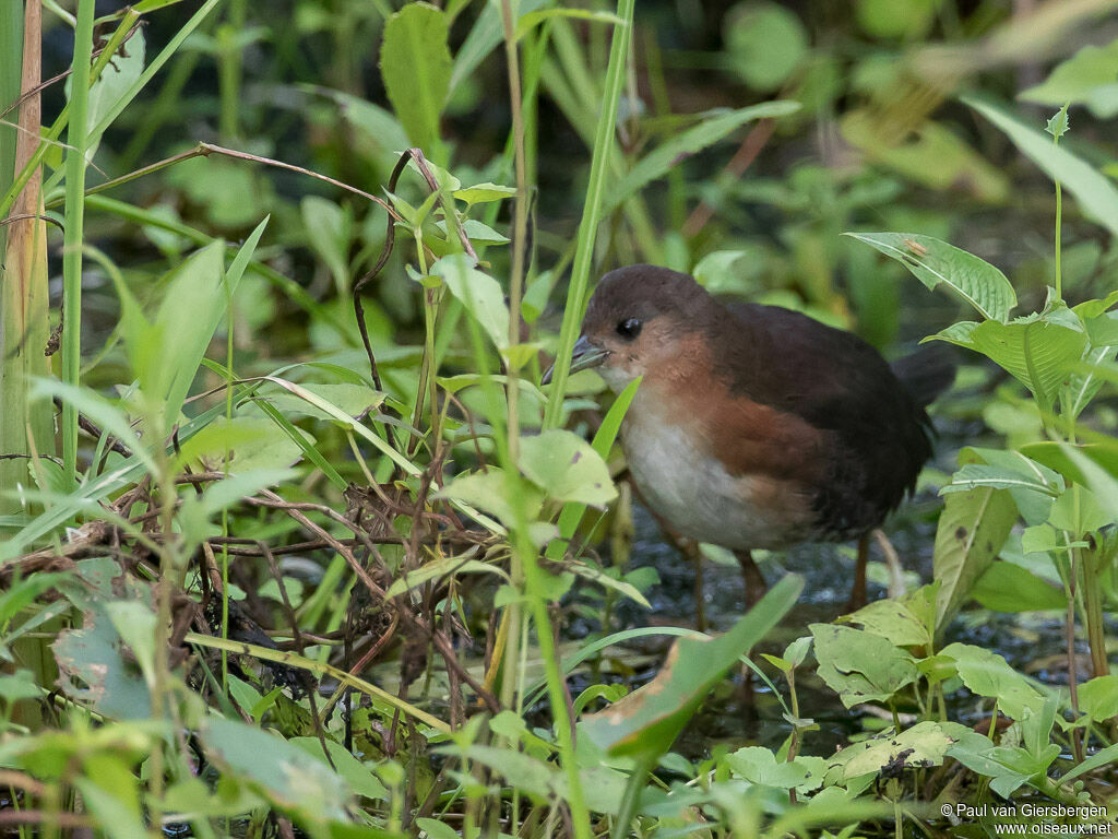 Rufous-sided Crake