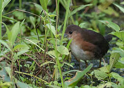 Rufous-sided Crake