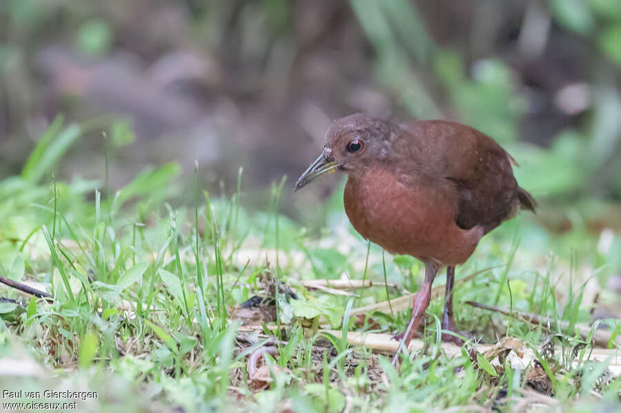 Râle concoloreadulte, identification