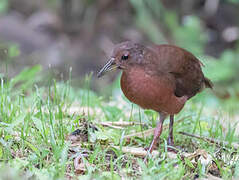 Uniform Crake