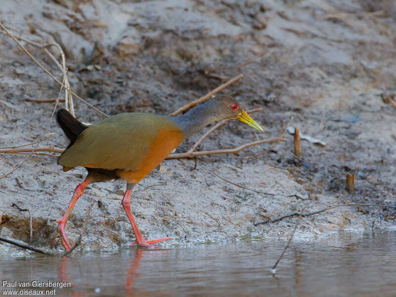 Grey-necked Wood Railadult, identification