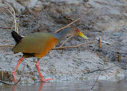 Grey-cowled Wood Rail