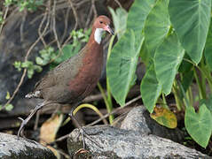 White-throated Rail