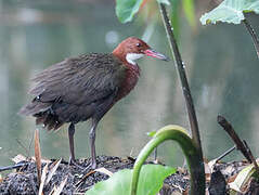 White-throated Rail