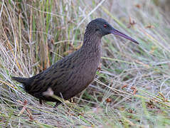 Madagascan Rail