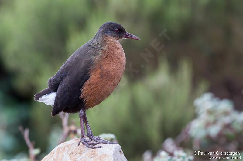 Rouget's Rail