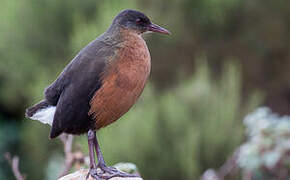 Rouget's Rail