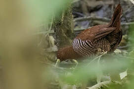 Andaman Crake