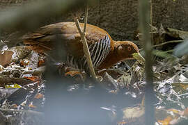 Andaman Crake