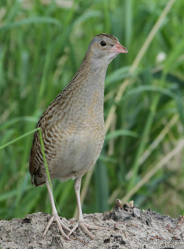 Corn Crake