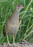 Corn Crake