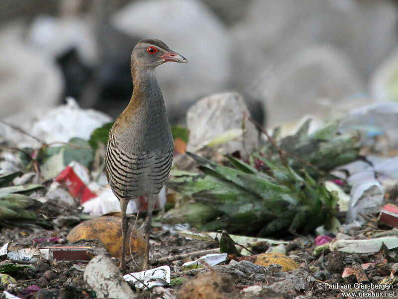 African Crake