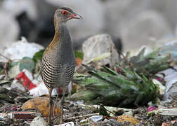 African Crake