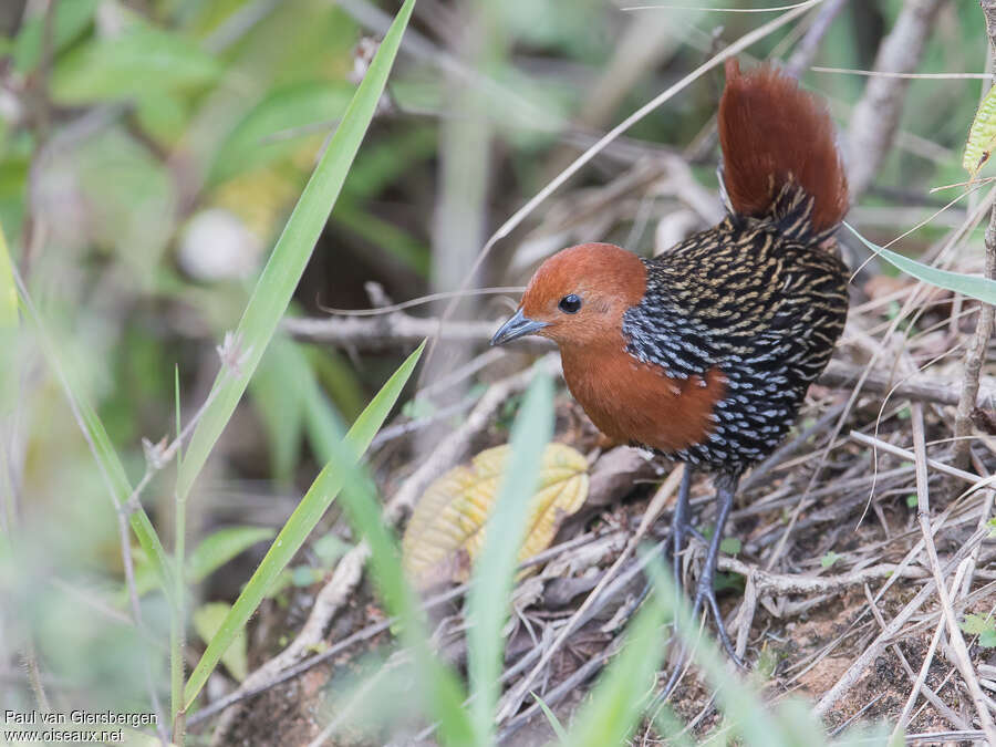 Madagascan Flufftailadult, Behaviour