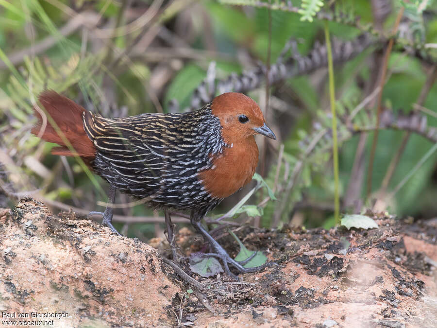 Madagascan Flufftailadult, identification