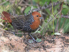 Madagascan Flufftail