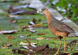 Isabelline Bush-hen