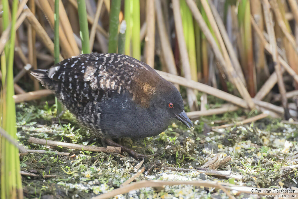 Black Railadult