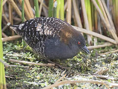 Black Rail