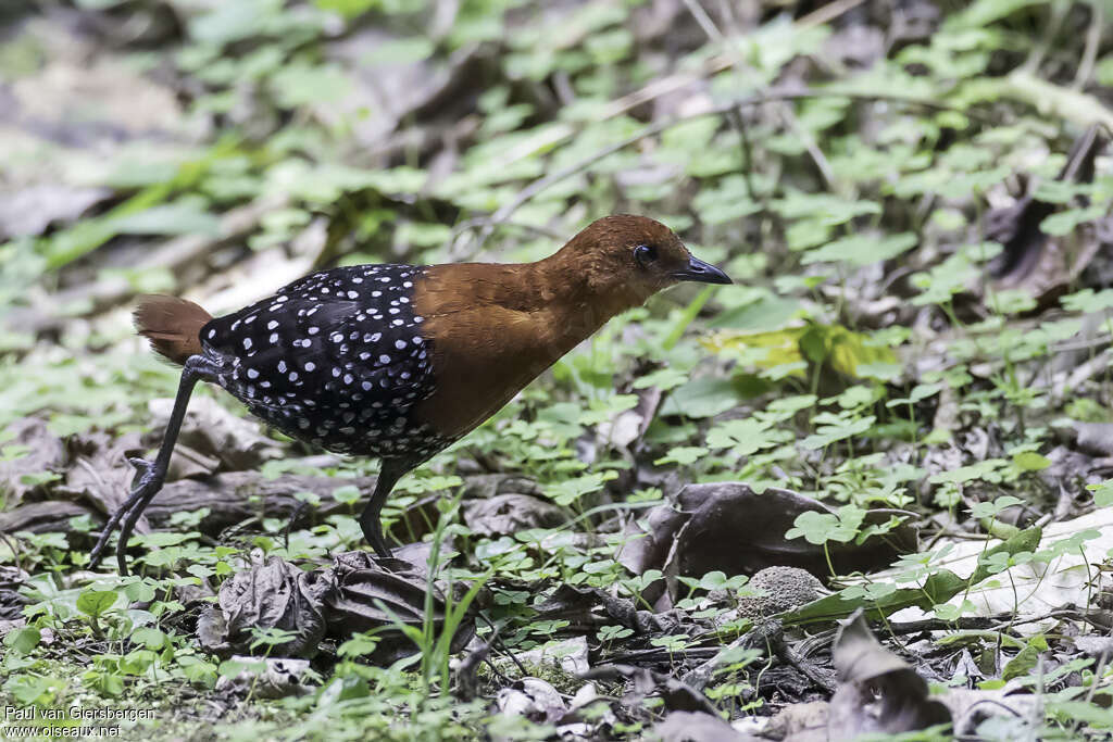 Râle perlé mâle adulte, identification