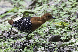 White-spotted Flufftail