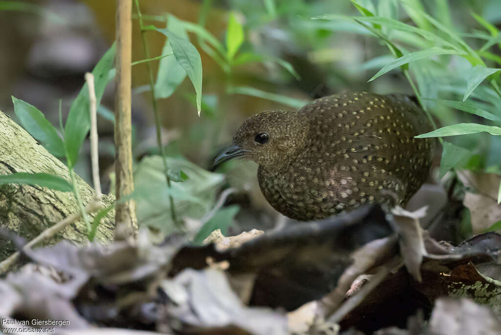 Râle ponctué femelle adulte, identification