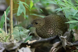 Buff-spotted Flufftail