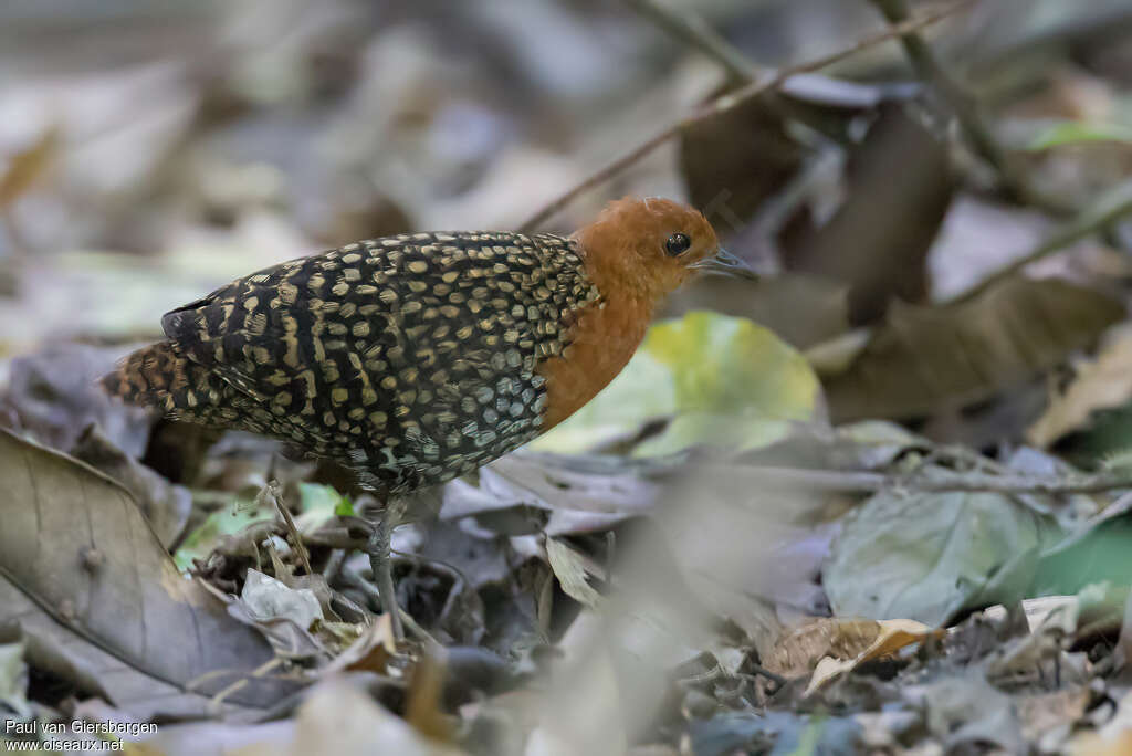 Râle ponctué mâle adulte, identification