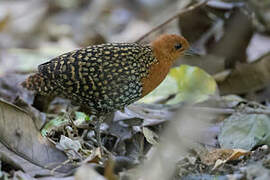 Buff-spotted Flufftail