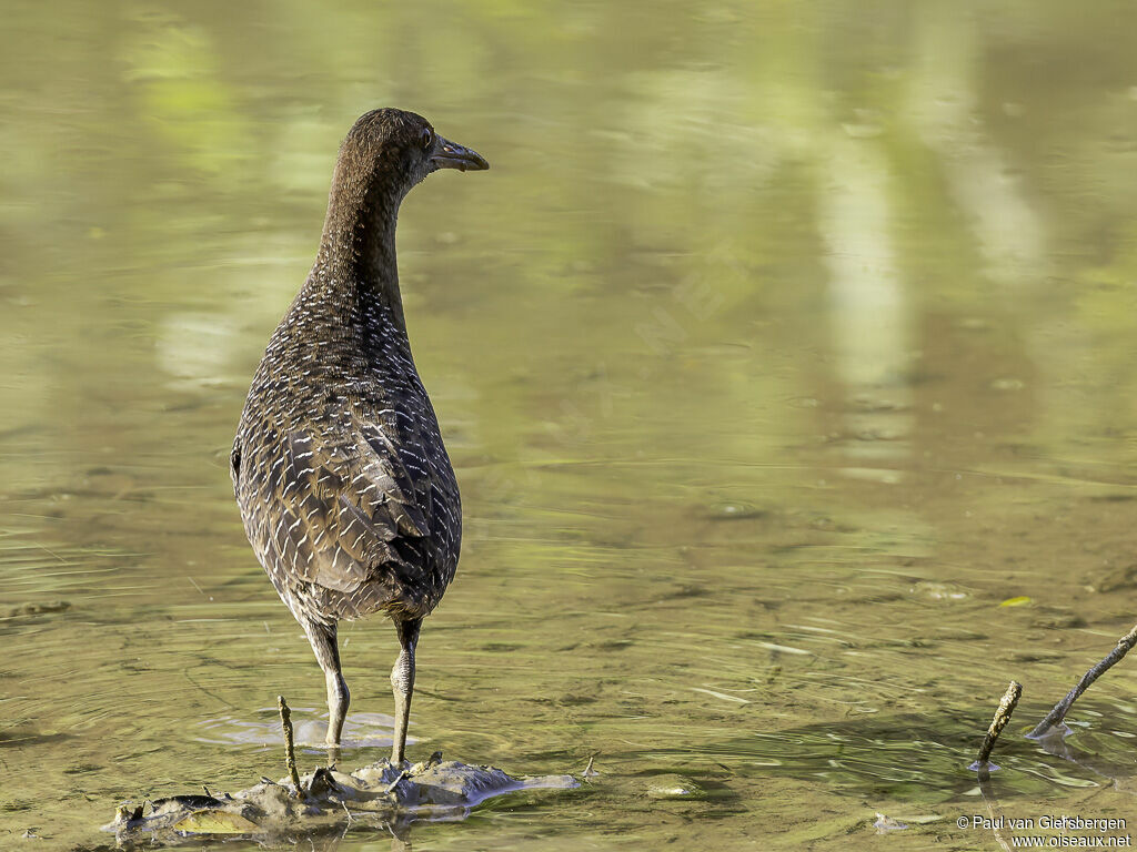 Slaty-breasted Railadult