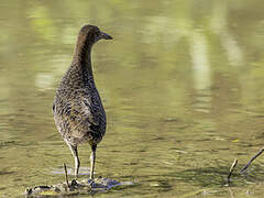 Slaty-breasted Rail