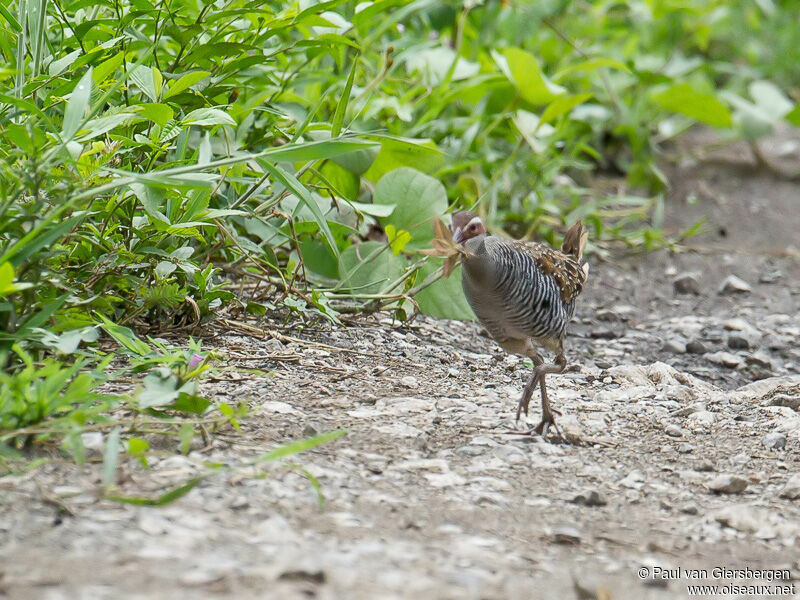 Buff-banded Railadult