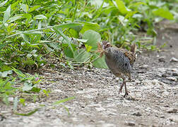 Buff-banded Rail