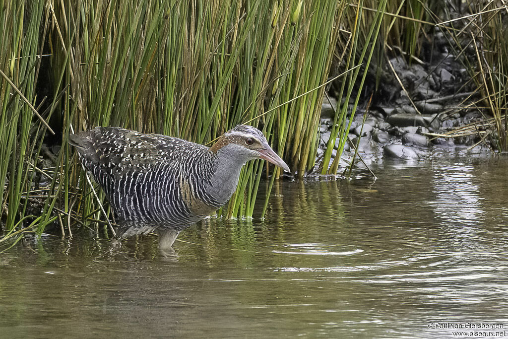 Buff-banded Railadult