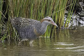 Buff-banded Rail