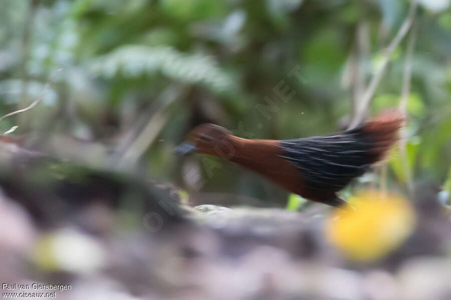 White-striped Forest Railadult