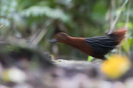 White-striped Forest Rail