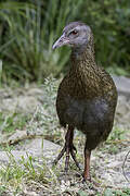 Weka