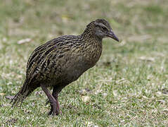 Weka