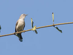 Rand's Warbler