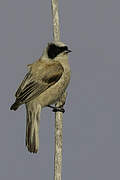 White-crowned Penduline Tit