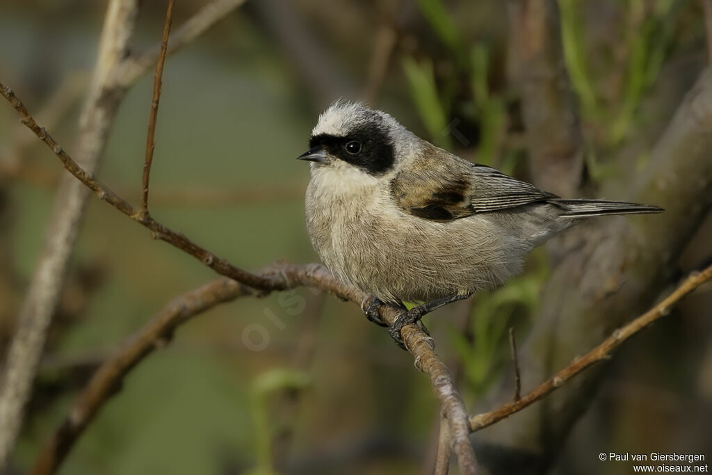 White-crowned Penduline Titadult