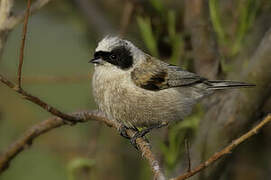 White-crowned Penduline Tit