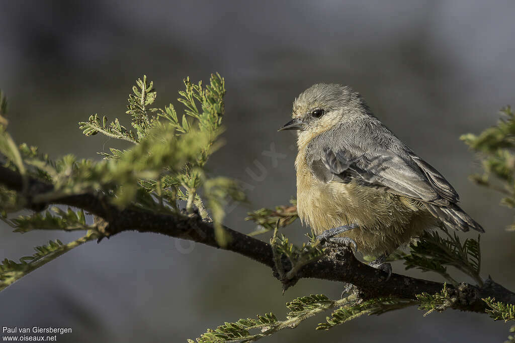 Grey Penduline Titadult, identification