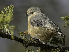 Grey Penduline Tit