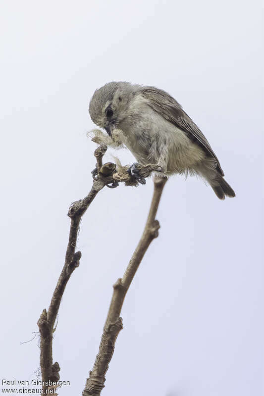 Grey Penduline Titadult, fishing/hunting