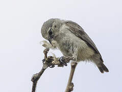 Grey Penduline Tit